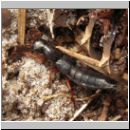 Ocypus brunnipes - Kurzfluegler 01 20mm.jpg